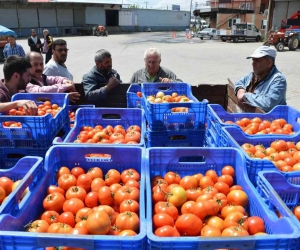 Domates ihracatındaki yasak kaldırıldı