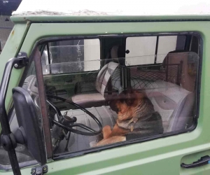 Her sabah şoför koltuğunda bekleyen sevimli köpek merak konusu oldu