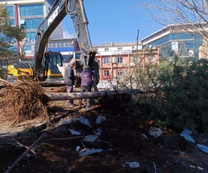 Kent Meydanındaki yarım asırlık çınarlar naklediliyor