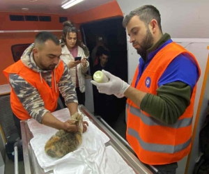 Antalya Büyükşehir Belediyesi veterinerleri Gaziantep’te