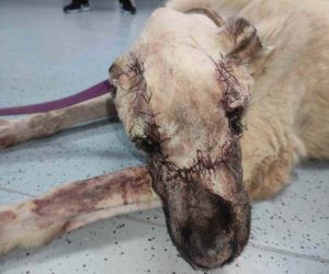 Yüzünde tümör oluşan sokak köpeği sağlığına kavuşturuldu