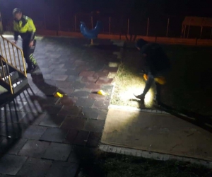 Sinop’ta 1 kişinin yaralandığı silahlı kavgaya 5 tutuklama