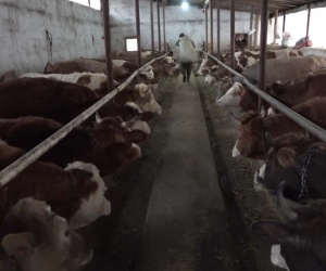 70 bin buzağıdan 1 milyar TL gelir bekleniyor