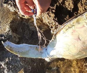 Didim’de caretta caretta cinsi deniz kaplumbağası ölü bulundu