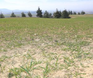 Pamukkale Belediyesi çiftçilere tohum ve yem desteğine hazırlanıyor