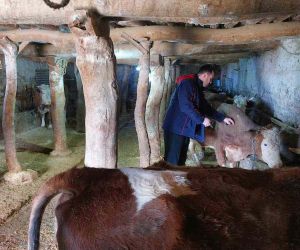Elazığ’da şap hastalığına karşı 59 bin 800 hayvan aşılandı