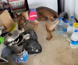 11 kilo esrarı arı kovanı ve sazlıklara gizleyen oğul tutuklandı, baba serbest kaldı