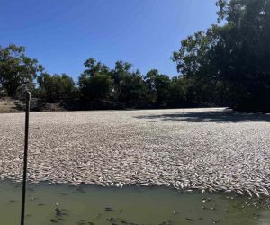 Avustralya’daki Darling Nehri’nde yüz binlerce ölü balık bulundu