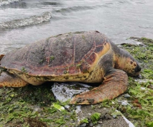 Ölü caretta caretta Altınova sahilinde kıyıya vurdu
