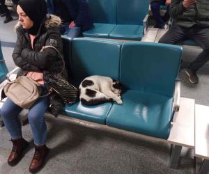 Dışarıda üşüyen kedi ısınmak için hastaneye sığındı