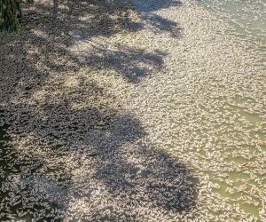 Avustralya’daki nehirde bulunan yüz binlerce ölü balık temizleniyor