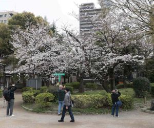 Japonya’da kiraz çiçekleri açtı, halk parklara akın etti