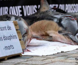 Fransa’da mahkemeden yunusları korumak için avlanma yasağı kararı
