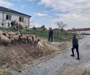 Eskişehir’de 33 küçükbaş hayvan dron desteğiyle bulundu