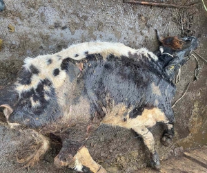 Çine’de itlaf edilen hayvan enfeksiyon kapmış