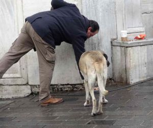 Sokak köpekleri İstiklal Caddesi’ndeki bir lokantanın müdavimi oldu
