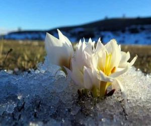 Erzincan’da baharın müjdecisi kardelenler çiçek açtı