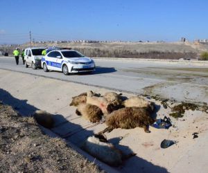 Karaman’da iki motosiklet koyun sürüsüne çarptı: 3 yaralı