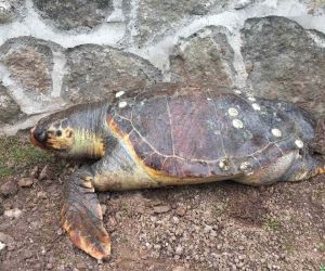 Sayısı gittikçe azalıyor: 100 kiloluk deniz kaplumbağası kıyıya vurdu