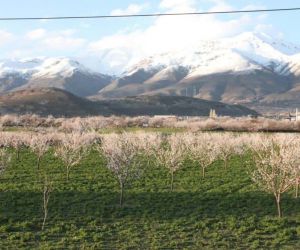 Erzincan’da çiçek açan kayısı ağaçları donma tehlikesi altında