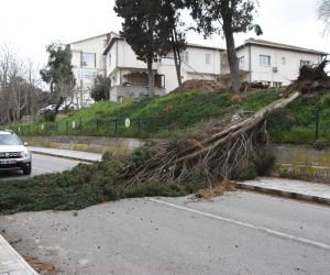 Sinop’ta fırtına ağaç yıktı