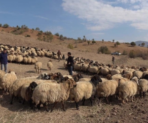 Siirtli çiftçilere 179 milyon 515 bin TL destek ödemesi yapıldı