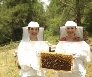 Anadolu arı ürünlerinin bağırsak sağlığının korunmasına etkisi