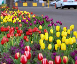 Diyarbakır’da kent merkezi mevsimlik çiçeklerle süsleniyor