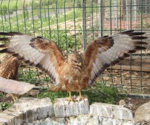 Şırnak’ta yeşilbaşlı ördek ve balaban kuşu tedavilerinin ardından doğaya bırakıldı