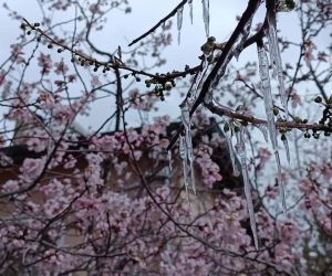 Sivas’ta hayrete düşüren manzara: Çiçek açan ağaçlarda buz sarkıtları oluştu