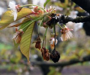 Sert çekirdekli meyve ağaçlarında ‘çiçek monilyası’ ilaçlama zamanı