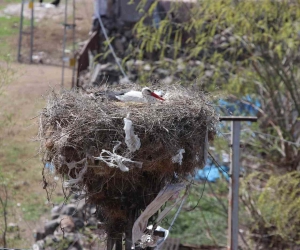 Erzincan’da yuvalarına yerleşen leylekler havadan görüntülendi