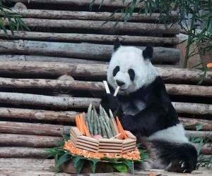 Tayland’da dev panda Lin Hui 21 yaşında hayatını kaybetti