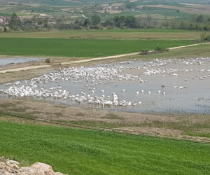 Pelikan ve Leylekler Boğazköy Barajı’na geldi