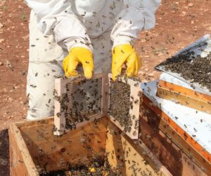 Gramı 500 TL olan arı zehri Adıyaman’da üretilmeye başlandı