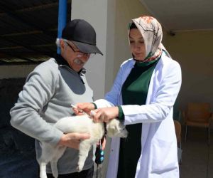 Bozüyük’te ücretsiz kuduz aşısı kampanyası