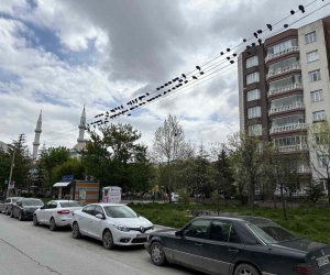 Kuşların ekmek büfesi yanında kırıntı nöbeti