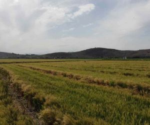 Çukurova’da yağışlarla yüzü gülen üretici hasat için gün sayıyor