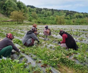Osmanlı çileği üreticileri hasat için gün sayıyor