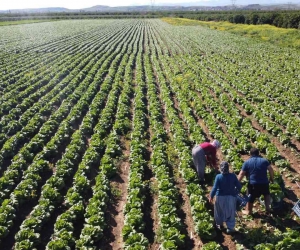 Tarımda üretici enflasyonu nisanda yüzde 71,52’ye geriledi