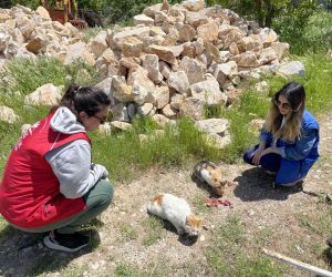 Elazığ’ın genç gönüllülerinden sokak hayvanlarına mama desteği