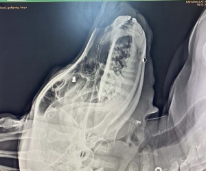 Silahla sokak köpeğini vuran şahıs gözaltına alındı