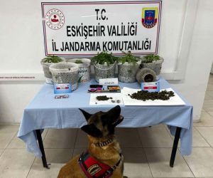 Uyuşturucu madde yetiştiren şahıslar Jandarma köpeği Akça’dan kaçamadı