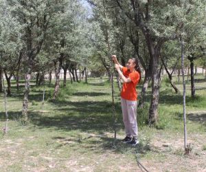 Okul bahçesine dikilen ağaçların bakımını öğrenci ve öğretmenler yapıyor
