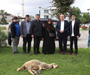 Seçimi kazanan Cumhurbaşkanı Erdoğan için ilçe belediyesinin bahçesinde koç kestirdi