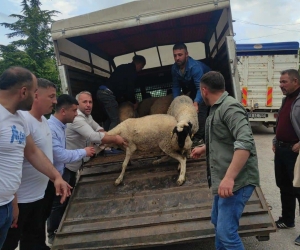 Mahalle muhtarı Cumhurbaşkanı Erdoğan için 7 küçükbaş hayvan kestirdi