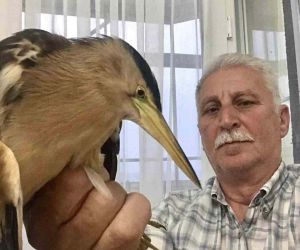 Vatandaşların bulduğu nesli tehlike altında olan balaban kuşları, koruma altına alındı