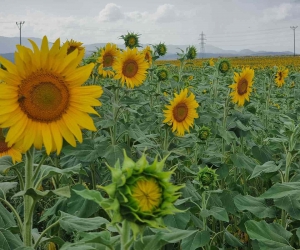 Sulama projesi ve yağışlar ayçiçeği üreticisinin yüzünü güldürdü