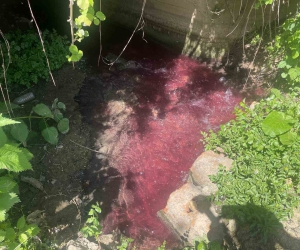 Turşu sulu renkli dereye çiftçiler de uzmanlar da tepkili