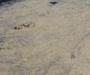 Gemlik Sahilleri’nde tehlikeli görüntü...Müsilaj balık yumurtalarını öldürüyor